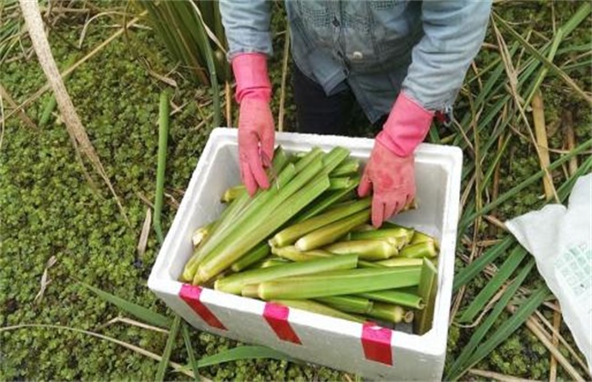 茭白的采收要点
