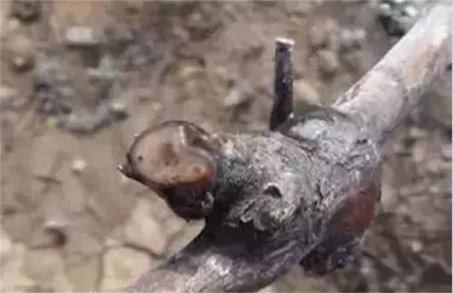葡萄伤流期管理要点
