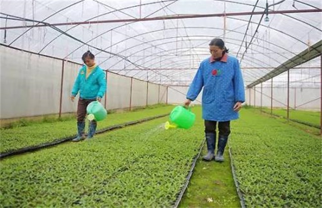冬季棚室蔬菜的浇水原则