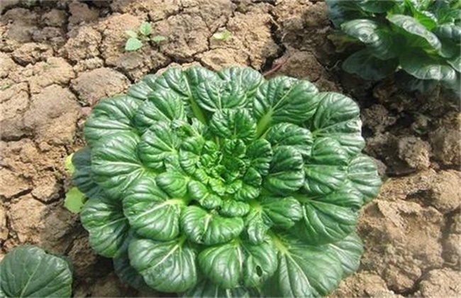 乌塌菜的种植时间和方法