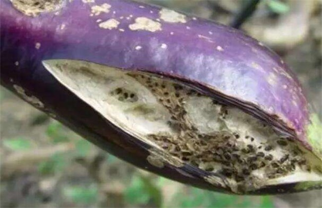 茄子苗期需要注意问题