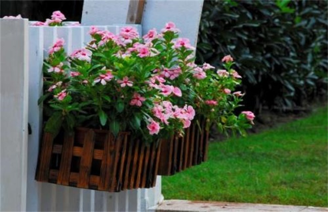 长春花冬季怎么养