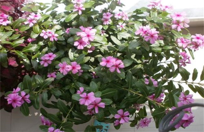长春花冬季怎么养