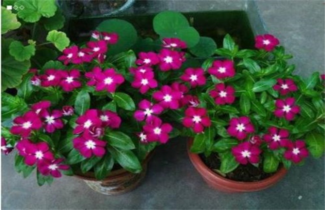 长春花冬季怎么养