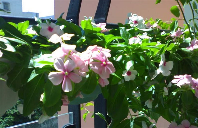 长春花冬季怎么养