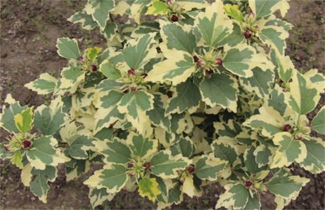 木槿花叶片发黄原因及解决方法