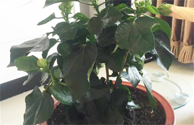 木槿花叶片发黄原因及解决方法