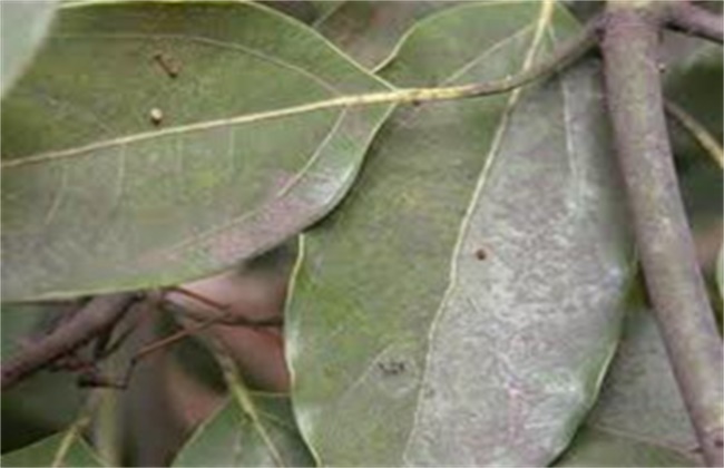 木槿花叶片发黄原因及解决方法