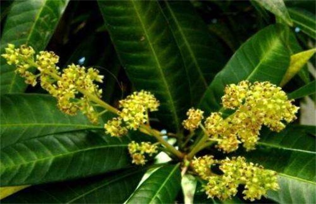 反季节芒果产量低原因及解决措施