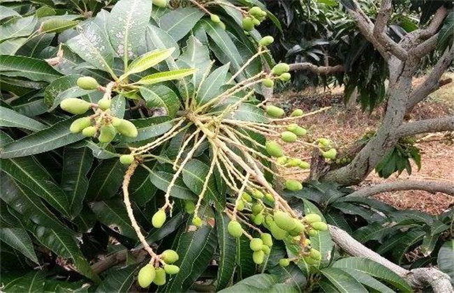 反季节芒果产量低原因及解决措施