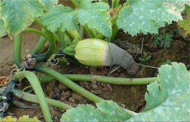 大棚蔬菜死棵 如何防治
