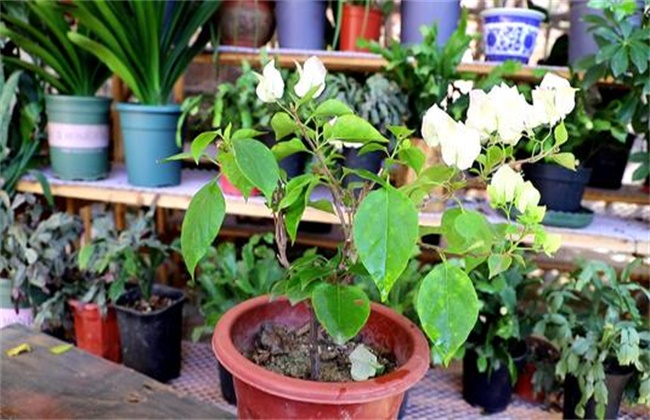 三角梅花谢后管理方法