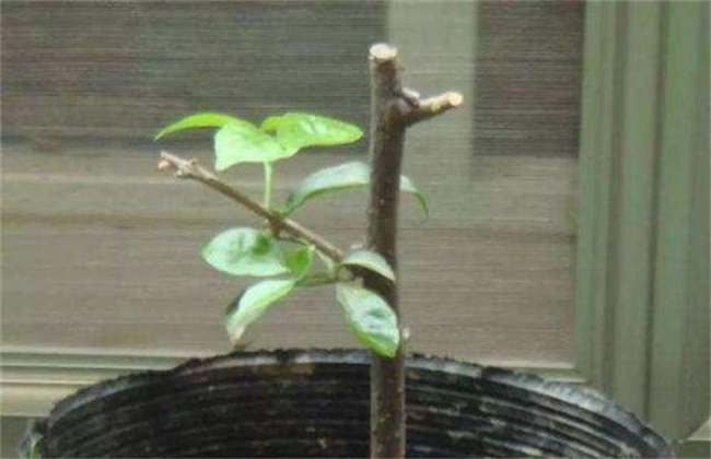 三角梅花谢后管理方法