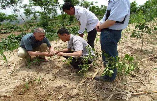 果园 土壤板结 怎么改善