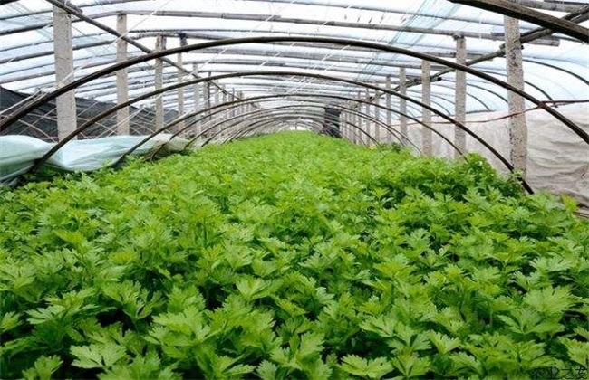 芹菜冬季 种植技术
