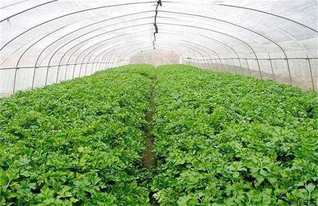 芹菜冬季 种植技术