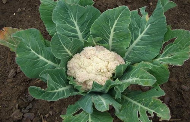 花椰菜干烧心原因及防治方法
