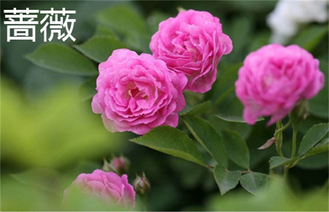 木香花和蔷薇花的区别
