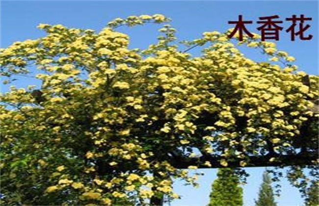 木香花和蔷薇花的区别
