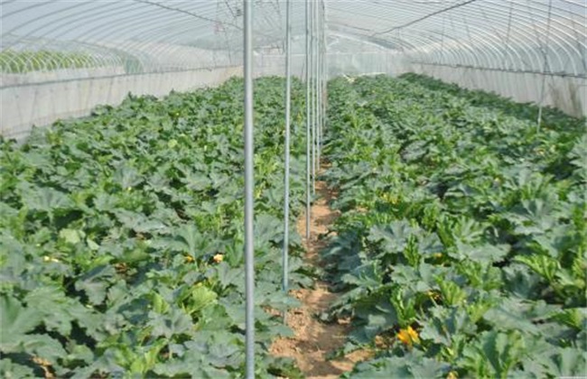 促进 冬季大棚蔬菜 花芽分化