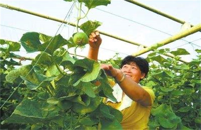 甜瓜僵果原因及防治方法