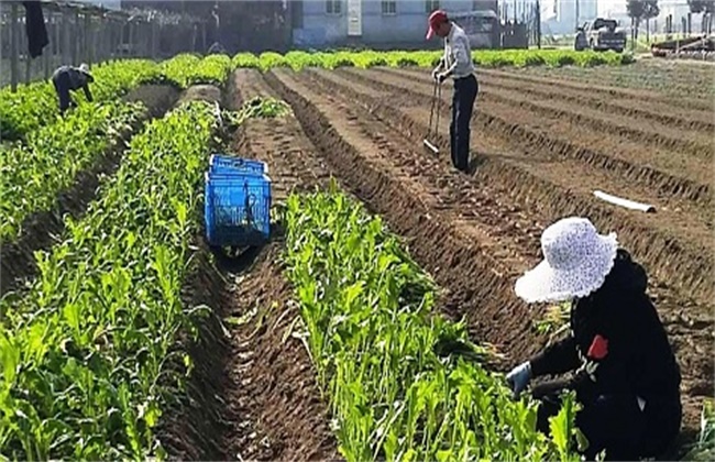 榨菜移栽技术和留种要点