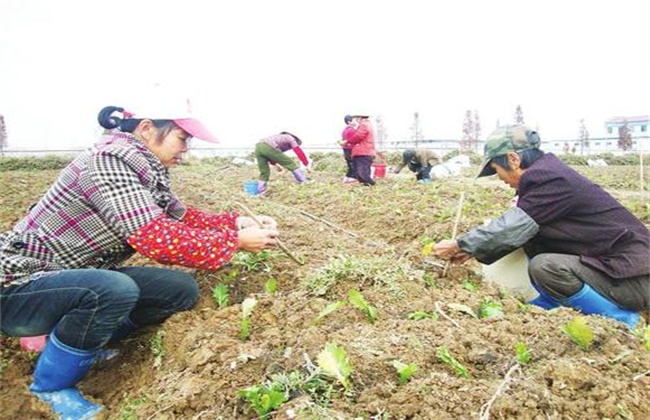 榨菜移栽技术和留种要点