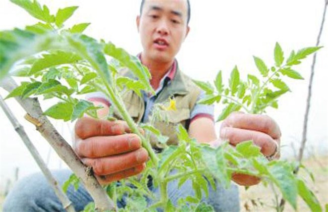 番茄摘叶的误区
