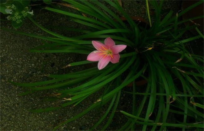 韭菜莲不开花的原因及解决方法