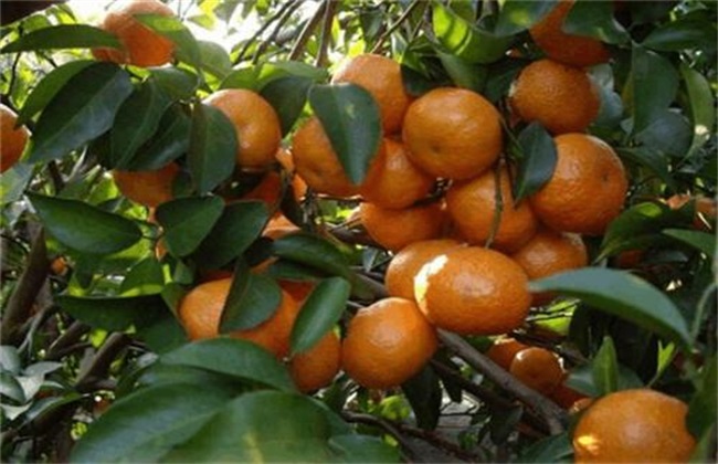 沙糖桔 果实小原因 补救措施