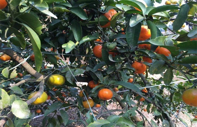 沙糖桔 果实小原因 补救措施