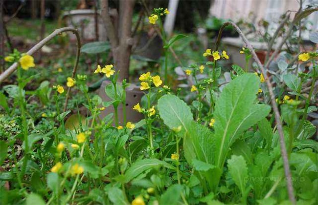油菜 早薹早花 怎么办