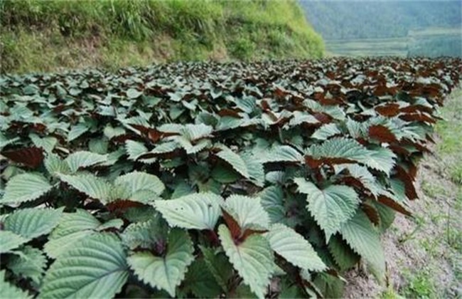 紫苏高产种植技术