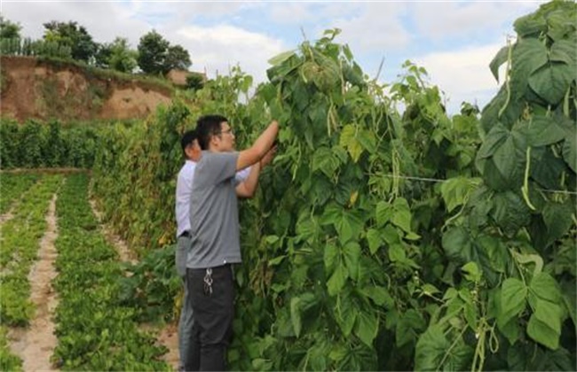 豆角采收期落叶原因及防治方法