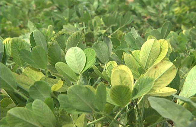 花生黄叶 怎么回事