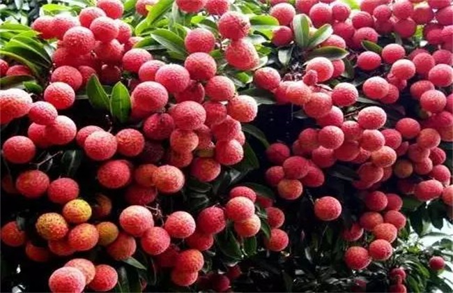 荔枝大小年怎么办