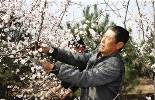 杏树春季管理要点