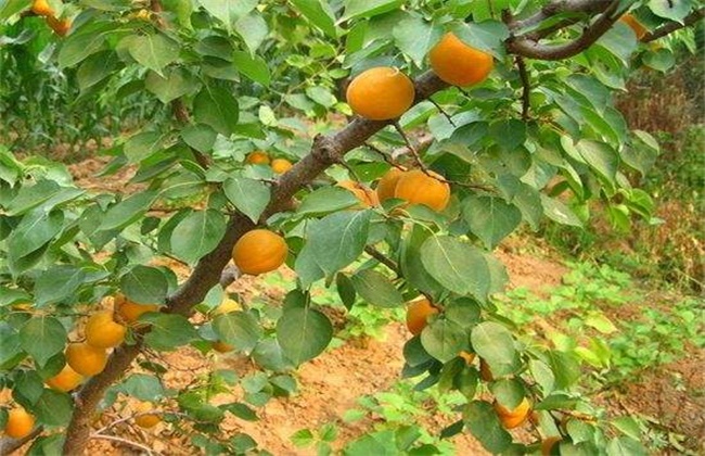 杏树春季管理要点