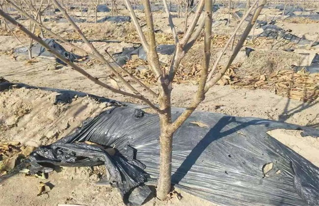 果树抽条 怎么办