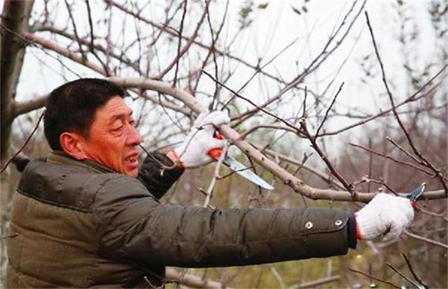 果树抽条 怎么办