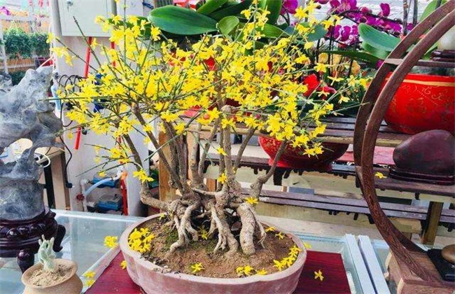 迎春花的养殖方法和注意事项