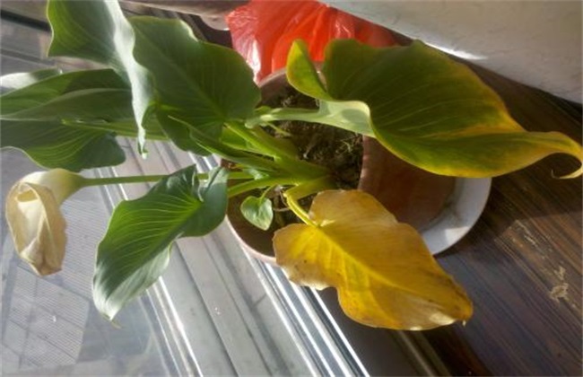 百合花黄叶 怎么回事