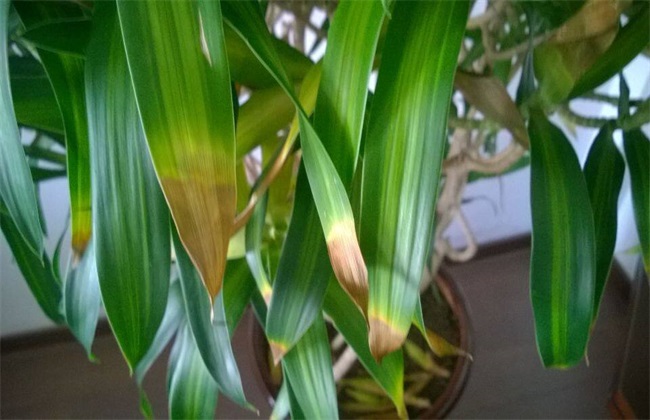 百合花黄叶 怎么回事