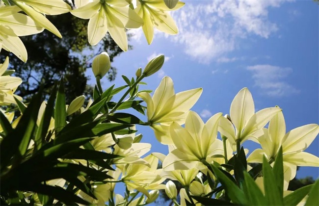 百合花黄叶 怎么回事