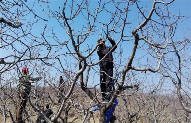 樱桃树秋剪 四大措施