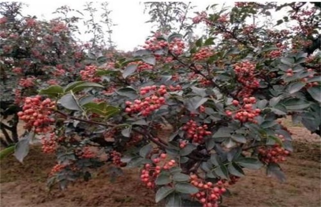 花椒树越冬 管理要点