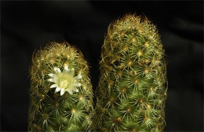 仙人指不开花原因及解决方法