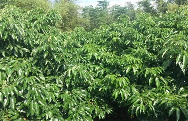 荔枝 控梢技术