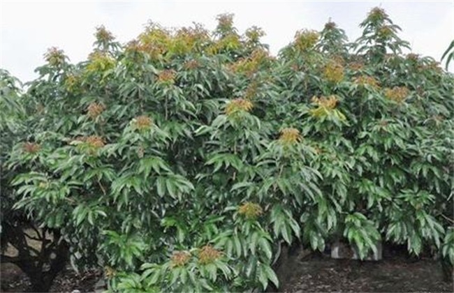 荔枝 控梢技术