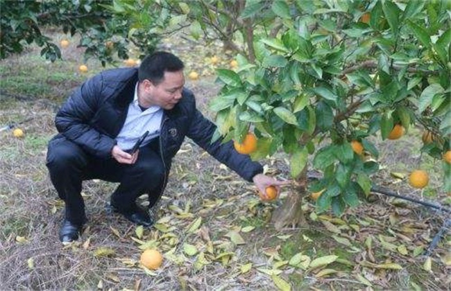脐橙落果原因及预防措施
